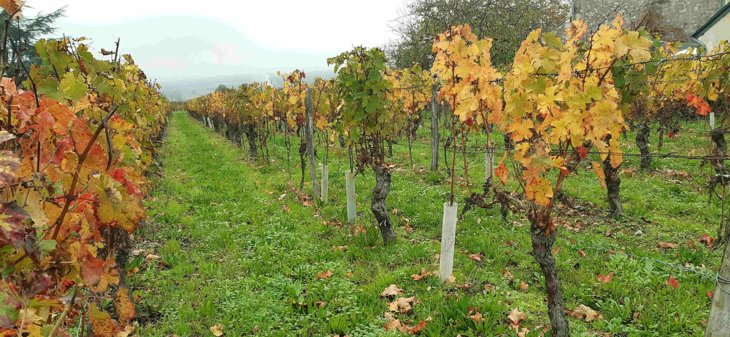 Rando&rsquo; à Saint-Nicolas-de-Bourgueil