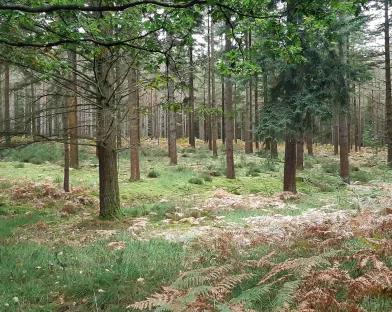 Rando&rsquo; dans la Forêt de Bercé